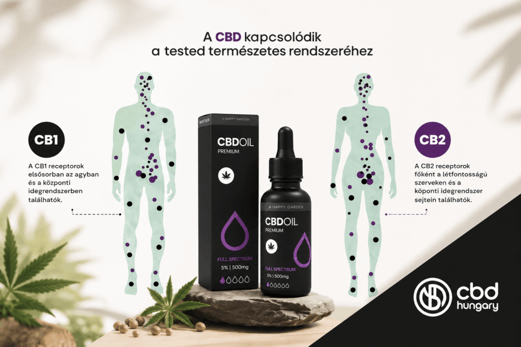 Infografika, amelyen egy CBD-olaj-palack, doboz és cseppentő látható, két emberi alakkal, amelyek a CB1- és CB2-receptorokat jelzik, valamint magyar nyelvű szöveggel, amely elmagyarázza, hogyan hat a CBD a szervezet természetes rendszereire.